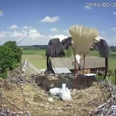 Stork mother throwing one of her chicks out of the nest to enhance the survival probability of her other chicks