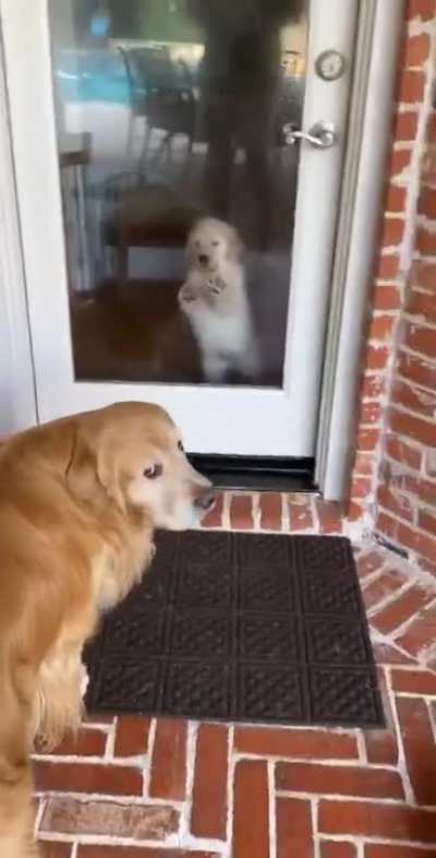 Golden pupper isn&rsquo;t terribly pleased to find out that two puppies are moving in