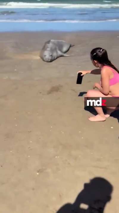 un hombre se puso a molestar a un lobo marino que descansaba en la playa y se pone agresivo al ser increpado por las personas que lo estaban apreciando