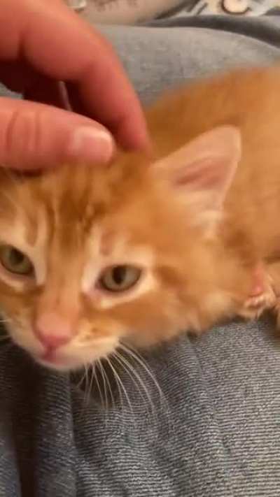 We found Basil&rsquo;s forever home today and he had a lot to say about it! Gonna miss this little guy when he goes! 🥺❤️