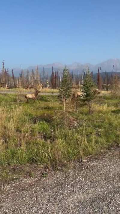Bull Elk Bugling in Whistler
