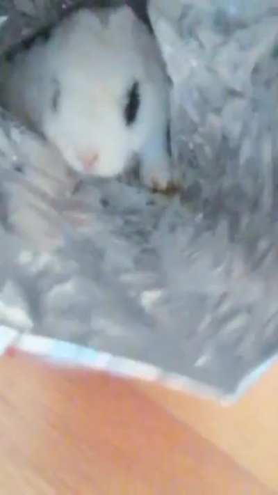 Why is he like this? :( no matter how much I feed him bunny food or treats he likes human food (I dont let him eat)