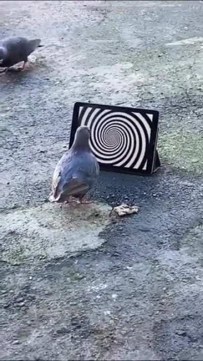 Hypnotized