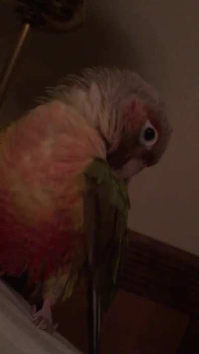 Bedroom preens