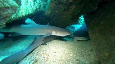 A nest of young white-tip reef sharks under Mala Pier, Maui last week
