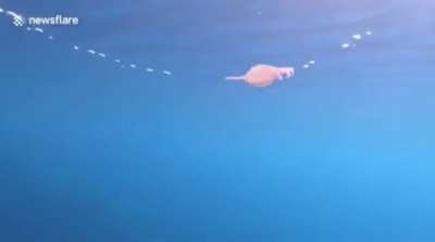 A Jellyfish came too close to an air ring in the ocean and got sucked in