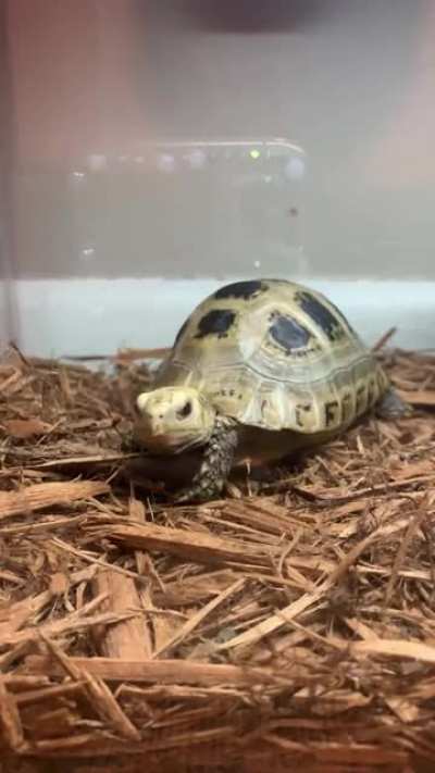Anyone else love when their tortoise yawns? She&rsquo;s so cute doing it 🥰😍!