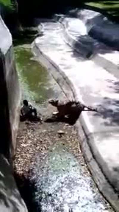 Man and Tiger in the latter's enclosure