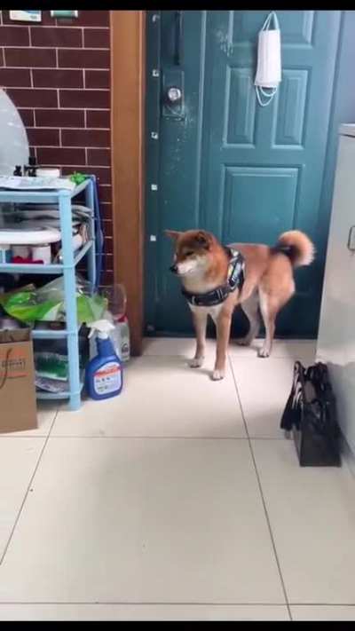 Scaredy-dog