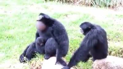 MONKEY