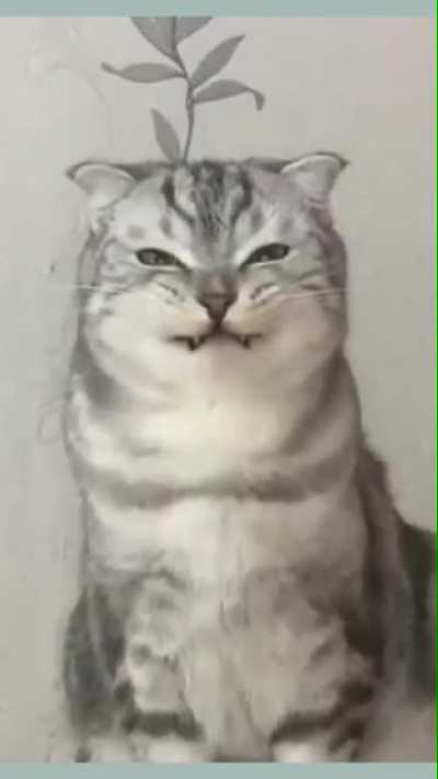 teefies