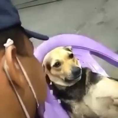 doguinha recebendo conselhos amorosos de um cara aleat&oacute;rio