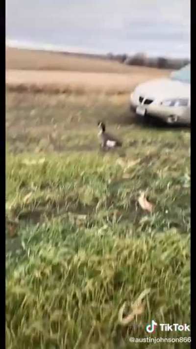 the goose really just said:💂&zwj;♂️⚔️