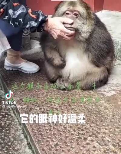 what&rsquo;s the name of this animal or is it just a fatass locale chinese monkey