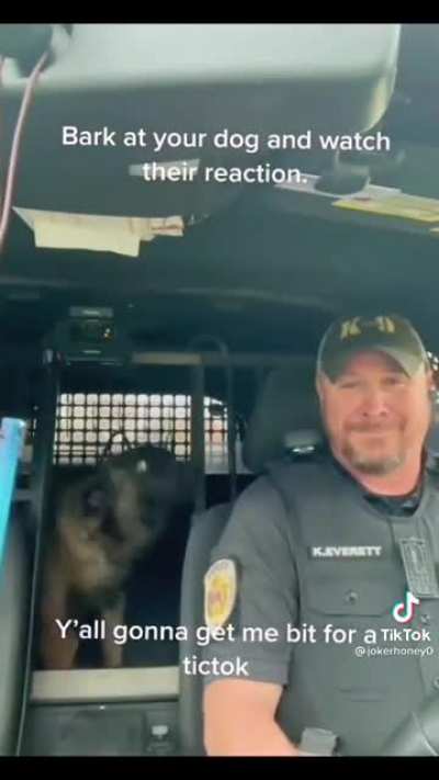 dog reaction