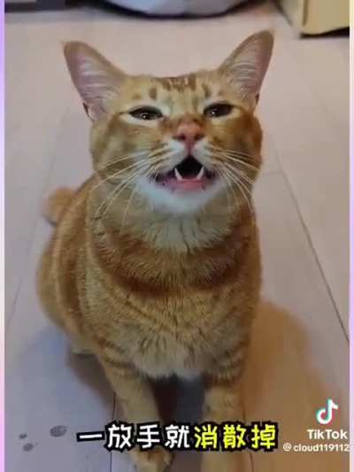 cat of the da 414