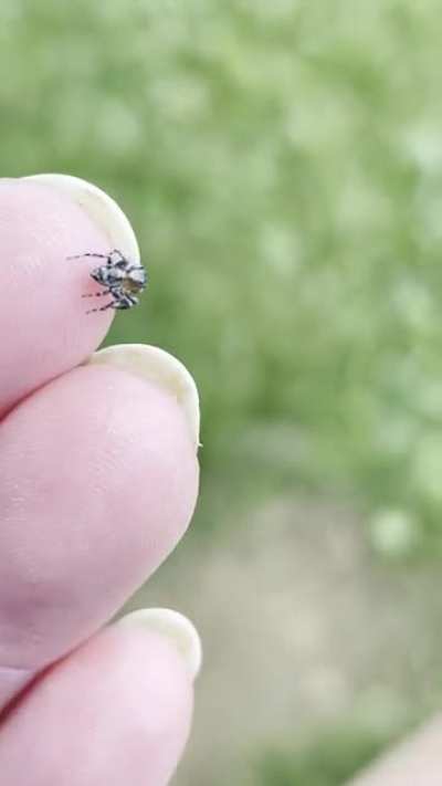 Tiny mature spiderbro out looking for ladies. Stopped by to say hi, realized I didn&rsquo;t have any on me, went on his way. Good luck, bro!