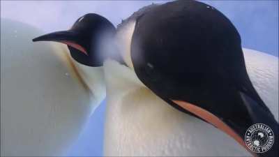 🔥 Curious emperor penguins investigate a wildlife camera.