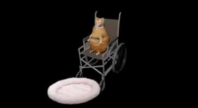 stupid cat doesnt fall
