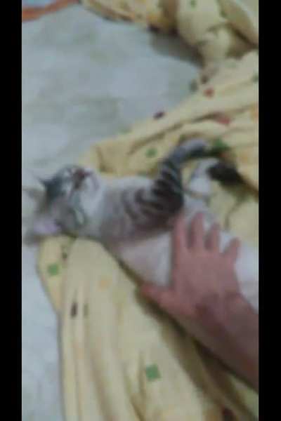 The Cat Does Bie