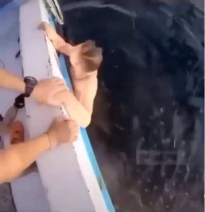 Shark Encounter 🦈