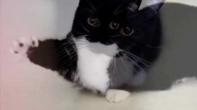 gato again