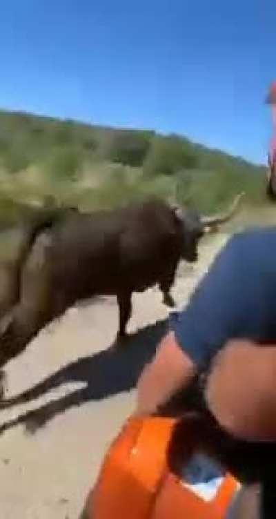 Escaped bull vs. helmet guy on a quad