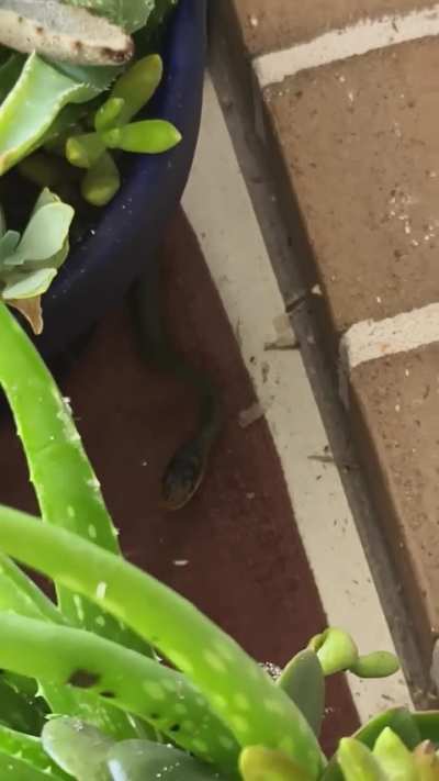 [Australia]