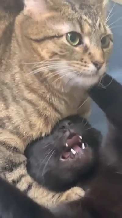 My cats&rsquo; audition for WWE