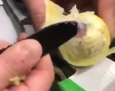 I'm not sure this avocado is ripe enough..