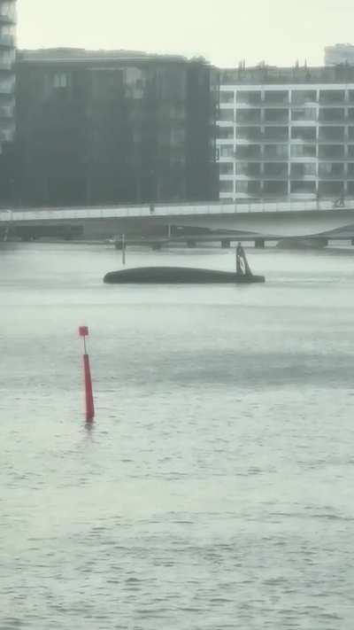 Something peculiar in the canal this morning. What is this?