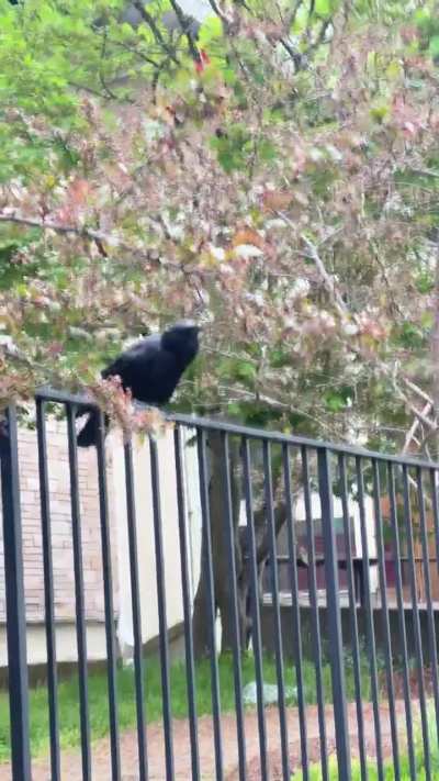 I can&rsquo;t help but think of how one &ldquo;friendly&rdquo; corvid might have like 6 names 🤣