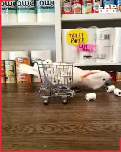 Panic buying explained by a Cockatoo