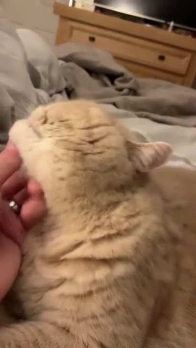 My 11 year old Persian purrs with her mouth open and doesn&rsquo;t let you stop scratching till she&rsquo;s good and ready