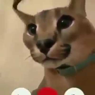 OMG floppa called me