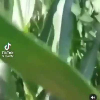 omg it's corn