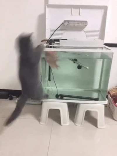 The Sushi fights back