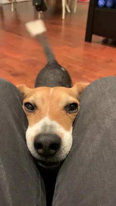 Leia&rsquo;s way of politely asking for a walk