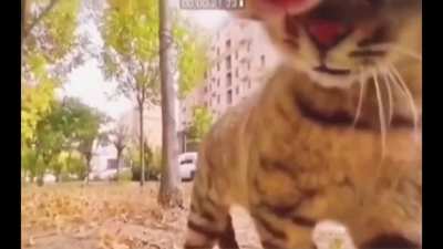 Meowwww(rage) 