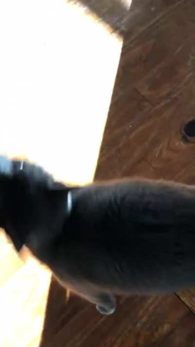 Pickle is done with this nonsense - &ldquo;0 STARS: SLOW SERVICE, NO MICE ON MENU&rdquo;