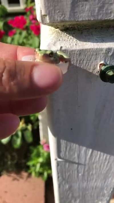 Tiny frog just want some water