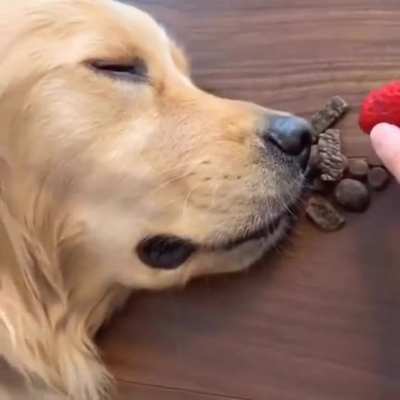 The correct way to wake up a sleeping dog