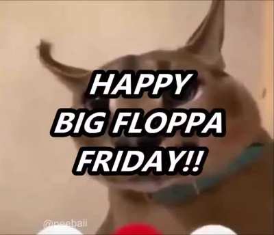 these bitches love floppa