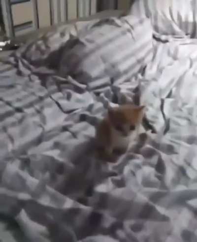 Dubstep kedi