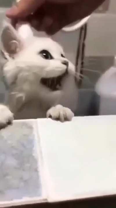 Kitten's first shower.