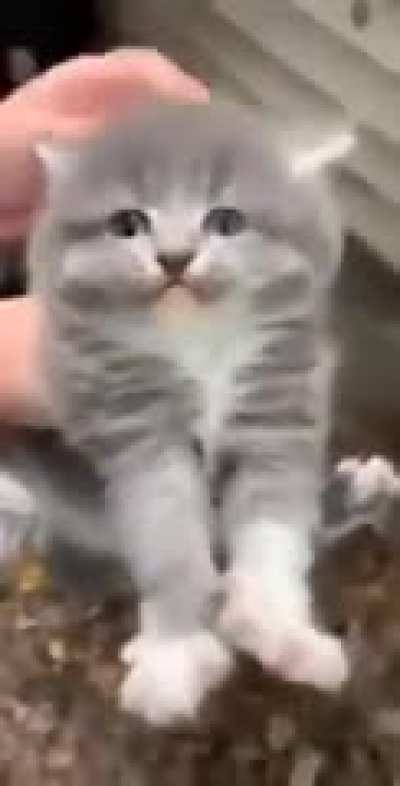 Gato truco