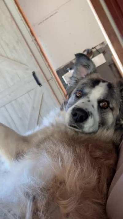 Woof_irl