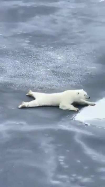 The awareness polar bears have when crossing thin ice
