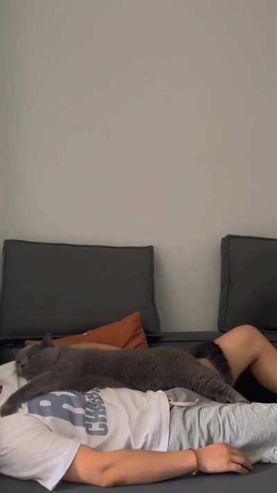An affectionate cat