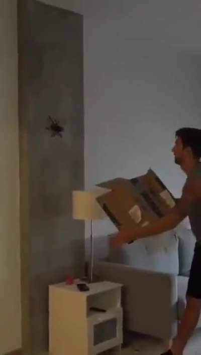 box versus spider